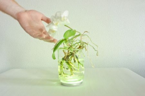 變色植物燈