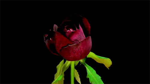 花開時分
