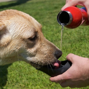 狗狗飲水杯